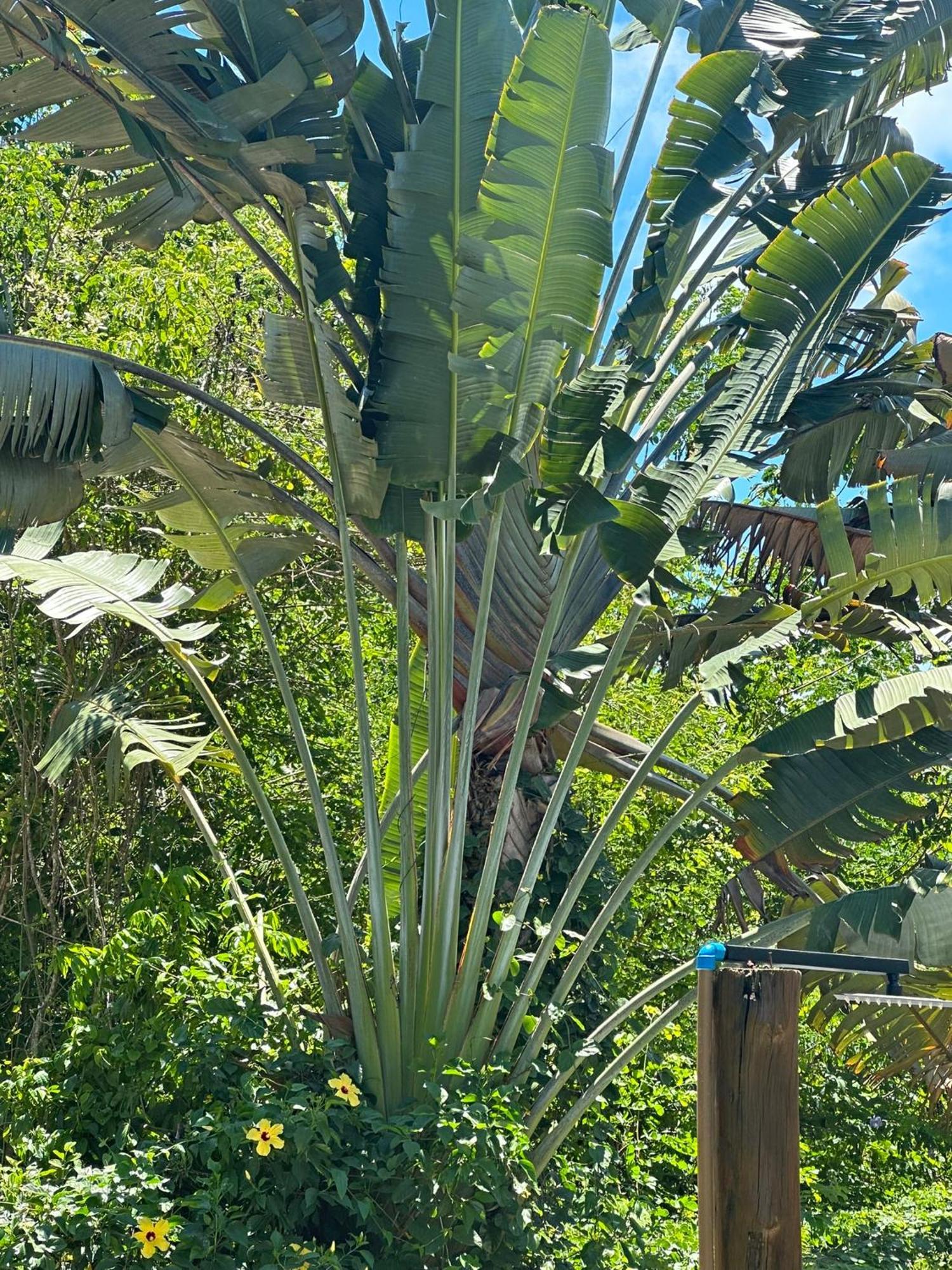 Bosque Do Arraial Lodge