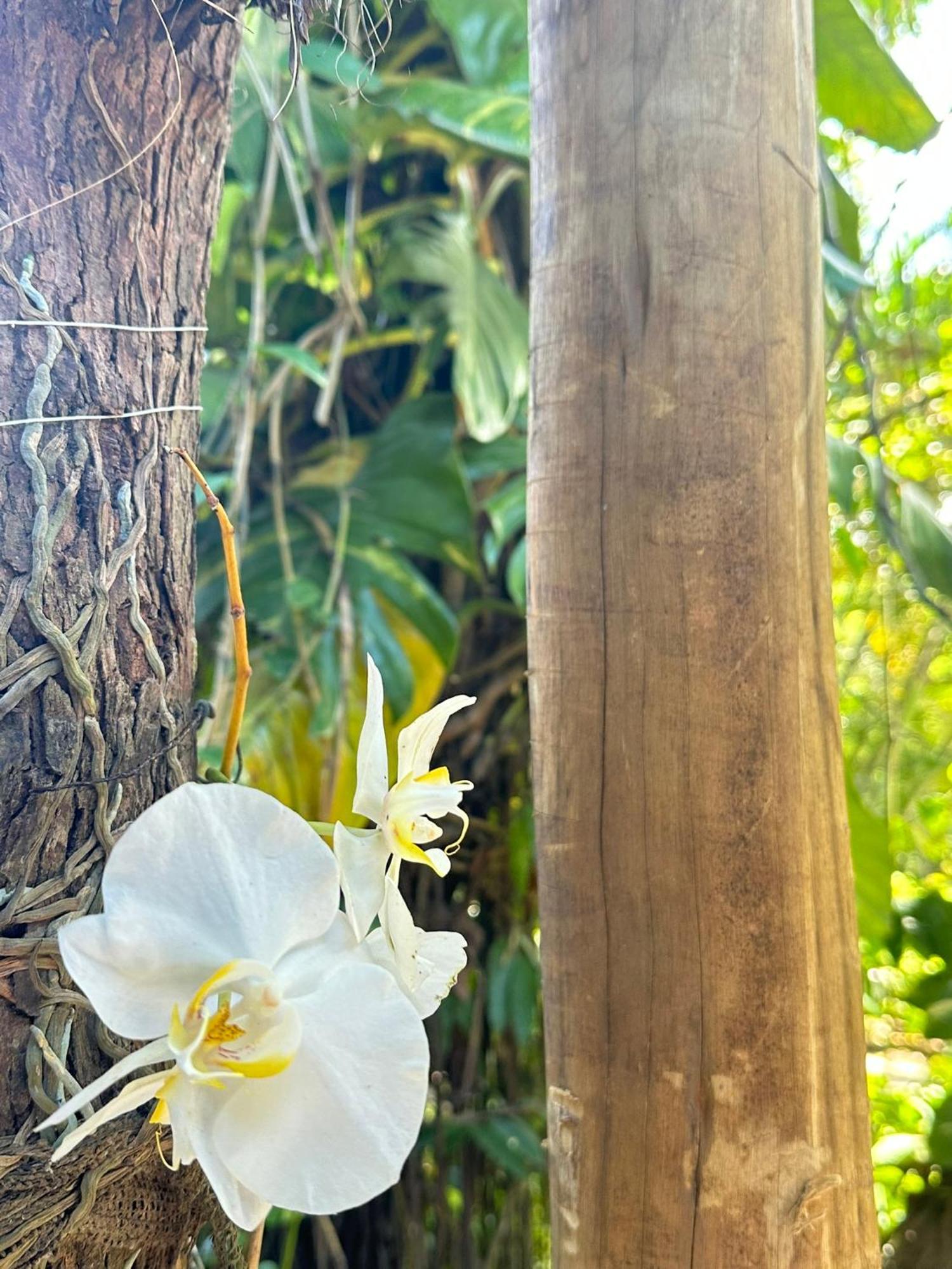 Bosque Do Arraial Lodge *